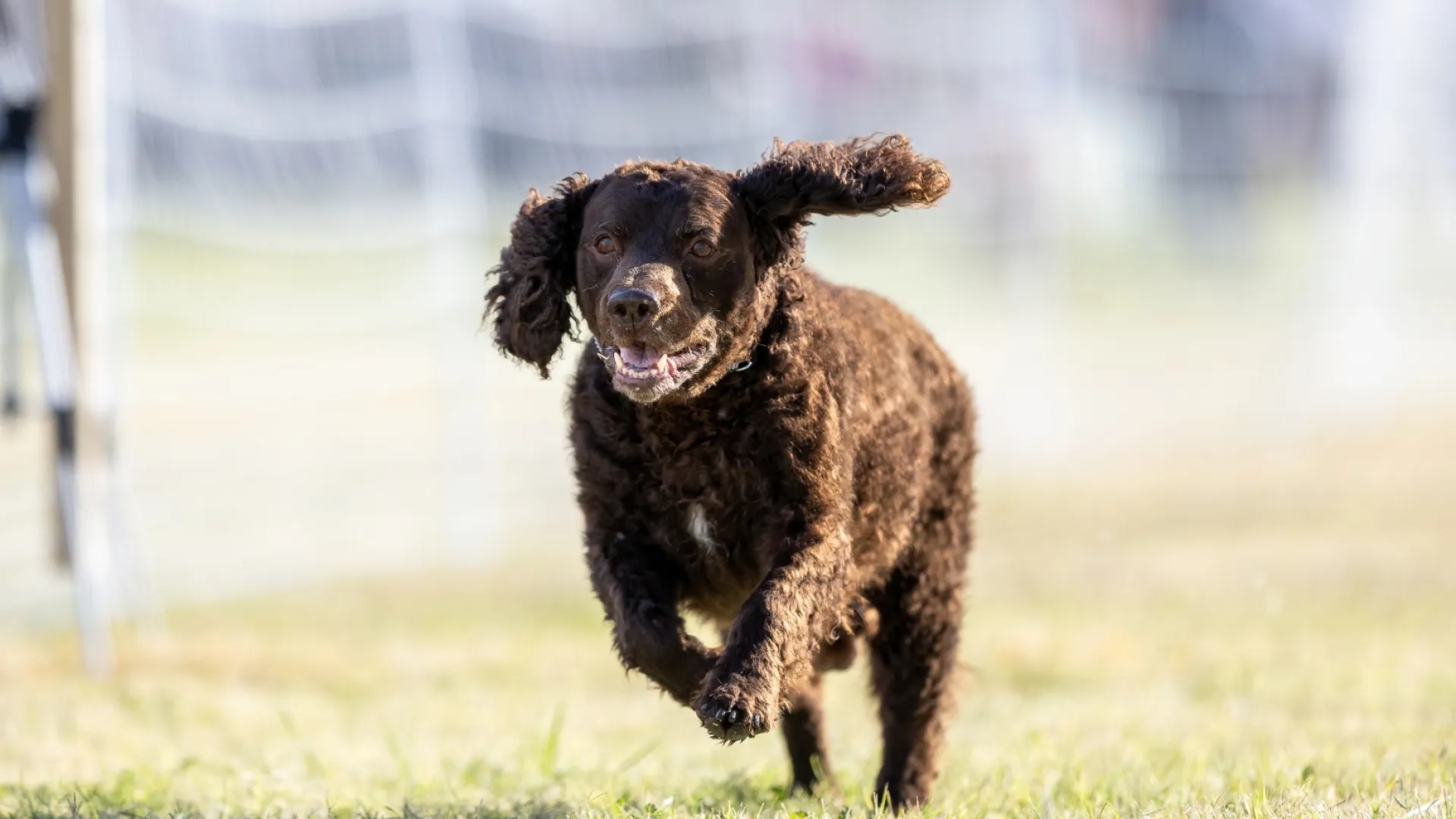 Spaniel (American Water)